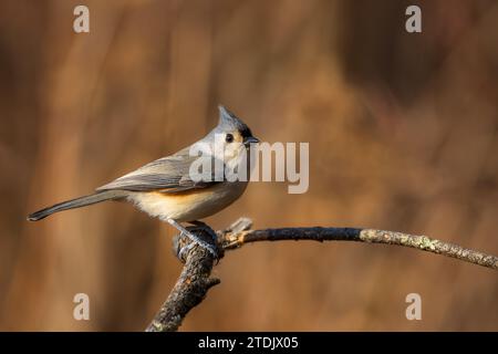 Tufted Titmouse est un petit oiseau qui fréquente les mangeoires Banque D'Images