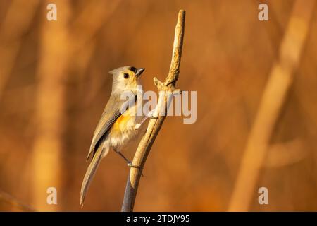 Tufted Titmouse est un petit oiseau qui fréquente les mangeoires Banque D'Images