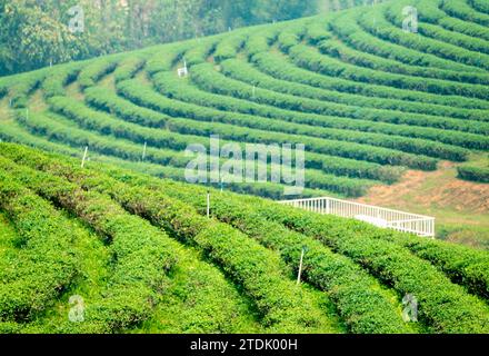 District de Mae Chan, Chiang Rai, Thaïlande-Mars 30 2023 : les cueilleurs de thé récoltent des feuilles, pendant la récolte de fumée 'saison brûlante' dans la campagne, sur le SLO Banque D'Images