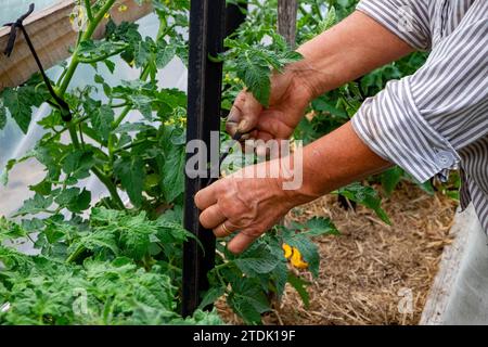 Jardinier biologique attachant des plants de tomates sains et vigoureux à des piquets avec des liens en tissu doux dans un tunnel de cerceau Banque D'Images