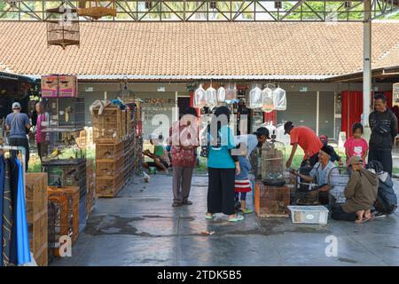 Résidents vendant divers oiseaux exotiques au marché aux animaux traditionnels de Pasar Pon à Semarang, Indonésie - 18 décembre 2023. Banque D'Images