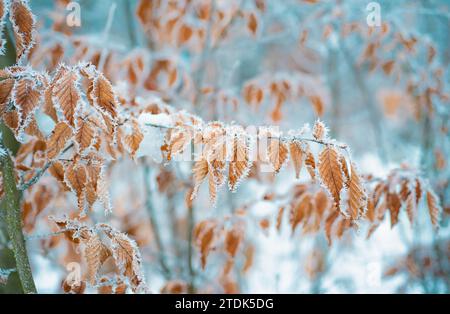 Arbre avec des feuilles congelées couvertes de gel. Branches d'arbre sous la neige, jour gelé. Belle branche avec des feuilles sèches orange et jaune en hiver Banque D'Images