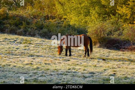 Un cheval dans un champ de gel en automne près de GER (Cerdanya, Gérone, Catalogne, Espagne, Pyrénées) ESP : un caballo en un campo con escarcha en otoño Banque D'Images