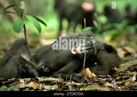 Les juvéniles de macaque à crête (Macaca nigra) ont une activité sociale en faisant des contacts physiques sur le sol dans la forêt de Tangkoko, Sulawesi du Nord, en Indonésie. Un article de recherche de mai 2023 écrit par une équipe de primatologues dirigée Nia Parry-Howells, publié par International Journal of Primatology, a révélé que les macaques à crête avec un état élevé de «sociabilité» et de «dominance» sont très probablement les individus qui sont dans l'état de «bien-être». La recherche, bien qu'elle ait été menée dans le zoo, a confirmé l'existence d'un même modèle qui se produit aux individus vivant dans la nature, où... Banque D'Images