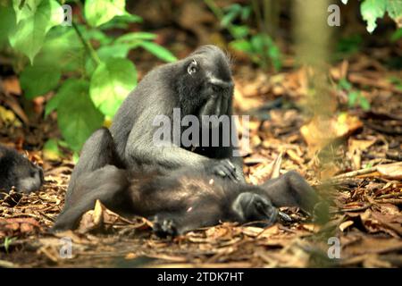 Un macaque à crête (Macaca nigra) soigne un autre individu, assis et couché sur le sol tout en ayant une activité sociale dans la forêt de Tangkoko, Sulawesi du Nord, Indonésie. Un article de recherche de mai 2023 écrit par une équipe de primatologues dirigée Nia Parry-Howells, publié par International Journal of Primatology, a révélé que les macaques à crête avec un état élevé de «sociabilité» et de «dominance» sont très probablement les individus qui sont dans l'état de «bien-être». La recherche, bien qu'elle ait été menée dans le zoo, a confirmé l'existence d'un même schéma qui se produit aux individus vivant dans le... Banque D'Images