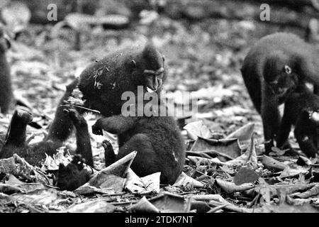 Les juvéniles de macaque à crête (Macaca nigra) ont une activité sociale en faisant des contacts physiques sur le sol dans la forêt de Tangkoko, Sulawesi du Nord, en Indonésie. Un article de recherche de mai 2023 écrit par une équipe de primatologues dirigée Nia Parry-Howells, publié par International Journal of Primatology, a révélé que les macaques à crête avec un état élevé de «sociabilité» et de «dominance» sont très probablement les individus qui sont dans l'état de «bien-être». La recherche, bien qu'elle ait été menée dans le zoo, a confirmé l'existence d'un même modèle qui se produit aux individus vivant dans la nature, où... Banque D'Images