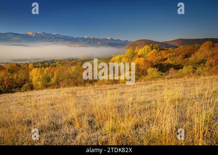 Forêt avec des couleurs d'automne, brouillard et gel sur un matin d'automne près de GER. La plage Cadí en arrière-plan. Cerdagne, Gérone, Catalogne, Espagne, Pyrénées Banque D'Images