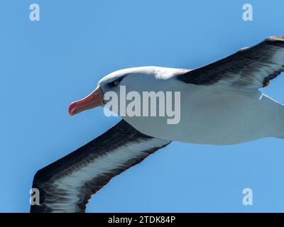 Albatros à brun noir Campbell, Thalassarche melanophris impaida, au large des îles subantarctiques néo-zélandaises Banque D'Images