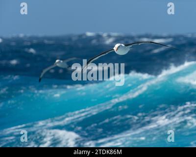 Albatros à brun noir Campbell, Thalassarche melanophris impaida, au large des îles subantarctiques néo-zélandaises Banque D'Images