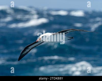 Albatros à brun noir Campbell, Thalassarche melanophris impaida, au large des îles subantarctiques néo-zélandaises Banque D'Images