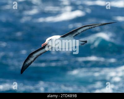 Albatros à brun noir Campbell, Thalassarche melanophris impaida, au large des îles subantarctiques néo-zélandaises Banque D'Images