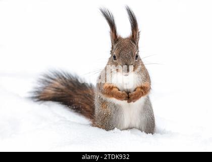 écureuil rouge se tient sur la neige profonde dans le parc d'hiver et regarde dans une caméra. Banque D'Images