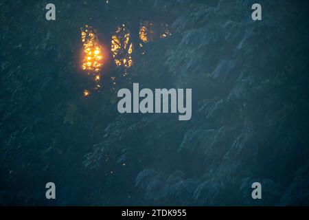 Dans cette scène tranquille, la lumière dorée du soleil est capturée alors qu'elle traverse la forêt dense, perçant la brume avec sa lueur rayonnante. Le feuillage dense des conifères est en partie enveloppé d'une brume teintée de bleu, donnant une atmosphère sereine et quelque peu mystique à l'image. Le jeu de lumière et d'ombre à travers les arbres crée une mosaïque naturelle de formes et de tons, faisant allusion à la vie tranquille qui remue dans les bois à la pause de la journée. Lumière du soleil à travers la brume forestière. Photo de haute qualité Banque D'Images