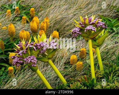 Ross Lilly, Bulbinella rossii, et Campbell carotte, Anisotome latifolia, mégaherbe poussant sur l'île Enderby, les îles Auckland, la Nouvelle-Zélande subantarctique Banque D'Images