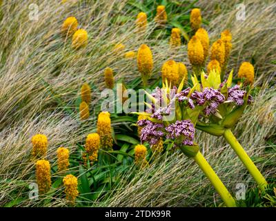 Ross Lilly, Bulbinella rossii, et Campbell carotte, Anisotome latifolia, mégaherbe poussant sur l'île Enderby, les îles Auckland, la Nouvelle-Zélande subantarctique Banque D'Images