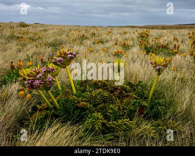 Ross Lilly, Bulbinella rossii, et Campbell carotte, Anisotome latifolia, mégaherbe poussant sur l'île Enderby, les îles Auckland, la Nouvelle-Zélande subantarctique Banque D'Images