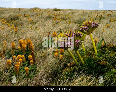 Ross Lilly, Bulbinella rossii, et Campbell carotte, Anisotome latifolia, mégaherbe poussant sur l'île Enderby, les îles Auckland, la Nouvelle-Zélande subantarctique Banque D'Images