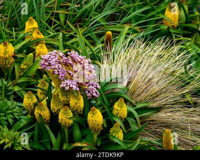 Ross Lilly, Bulbinella rossii, et Campbell carotte, Anisotome latifolia, mégaherbe poussant sur l'île Enderby, les îles Auckland, la Nouvelle-Zélande subantarctique Banque D'Images