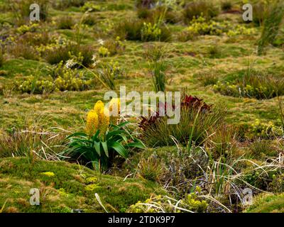 Ross Lilly, Bulbinella rossii, une mégaherbe qui pousse sur l'île Enderby, îles Auckland, Nouvelle-Zélande subantarctique Banque D'Images