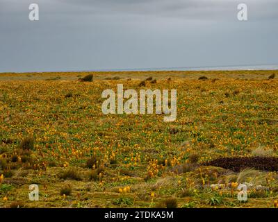 Ross Lilly, Bulbinella rossii, une mégaherbe qui pousse sur l'île Enderby, îles Auckland, Nouvelle-Zélande subantarctique Banque D'Images