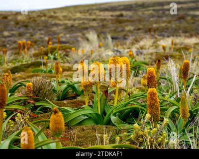 Ross Lilly, Bulbinella rossii, une mégaherbe qui pousse sur l'île Enderby, îles Auckland, Nouvelle-Zélande subantarctique Banque D'Images