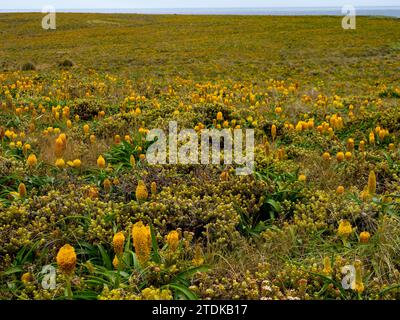 Ross Lilly, Bulbinella rossii, une mégaherbe qui pousse sur l'île Enderby, îles Auckland, Nouvelle-Zélande subantarctique Banque D'Images