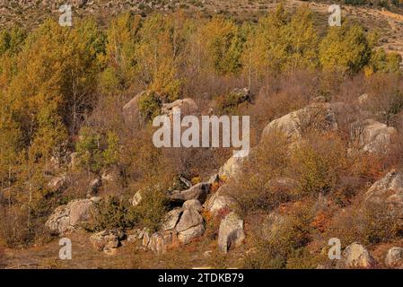 Chaos Targasonne, formé de blocs rocheux parmi la forêt aux couleurs automnales (haute Cerdagne, Pyrénées-Orientales, Occitanie, France) Banque D'Images