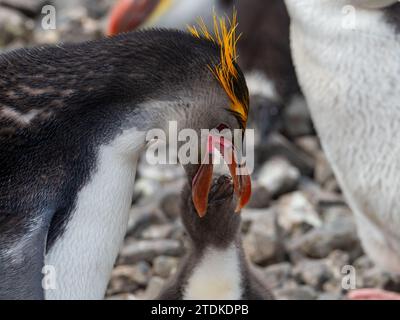 Royal Penguin, Eudyptes schlegeli, Île Macquarie, Australie Banque D'Images