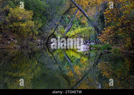 Les troncs d'arbres créent une forme de diamant avec le reflet dans l'eau avec des couleurs d'automne. Banque D'Images