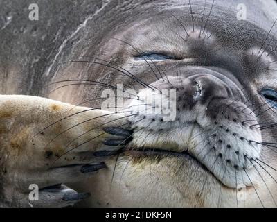 Éléphant du sud, Mirounga leonina, sur la plage de l'île de macquarie en Australie Banque D'Images