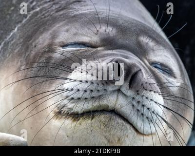 Éléphant du sud, Mirounga leonina, sur la plage de l'île de macquarie en Australie Banque D'Images