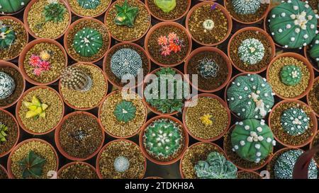 Vue de dessus du jardin de cactus, pépinière de plantes en pot de serre et magasins. Vue de dessus. Cactus ou cactus, plante du désert dans de nombreux types et formes Banque D'Images