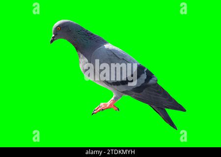 vue latérale du stand de capture d'oiseau pigeon isolé sur l'écran vert avec chemin de découpage pour l'objet animal de conception graphique vidéo Banque D'Images