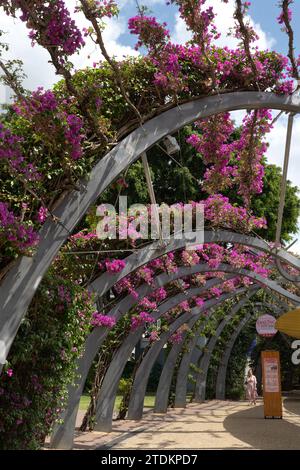 Grand Arbour dans South Bank Parklands, Brisbane, Queensland, Australie Banque D'Images