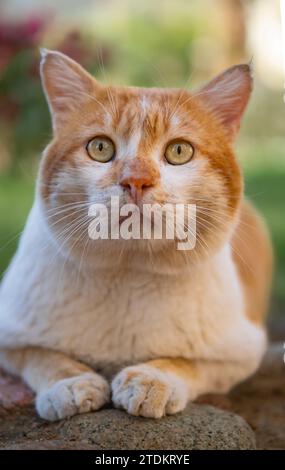 Chat tabby gingembre couché en plein air dans un jardin. Portrait d'un chat regardant l'appareil photo. Amis à fourrure chat rouge dans une rue. Personne, gros plan Banque D'Images