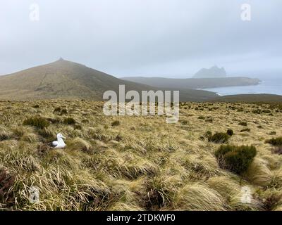 Randonnée en boucle sur Campbell Island Nouvelle-Zélande 2023 nichant des albatros royaux du sud Banque D'Images