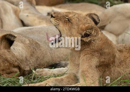 petit ourson de lion reposant dans une lumière dorée du soleil, ouvrant sa bouche et bâillant montrant ses dents et sa langue, les yeux fermés bouche grand ouverte. Banque D'Images