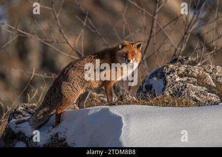 Renard roux (Vulpes vulpes) debout sur une prairie enneigée au coucher du soleil sur fond de forêt d'hiver, montagnes des Alpes, Italie Banque D'Images