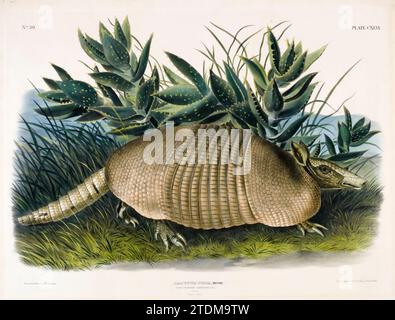 Armadillo à neuf bandes (Dasypus PEBA), illustration colorée à la main et impression lithographique par John Woodhouse Audubon, 1848 Banque D'Images