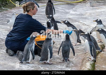 Temps de nourrissage des pingouins au zoo d'Édimbourg, Édimbourg, Écosse Banque D'Images