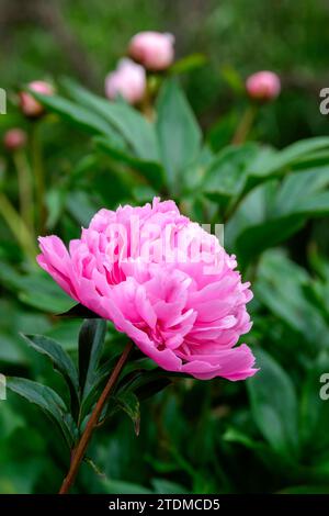 Pivoine rose Sarah Bernhardt, fleurs doubles en rose rose rose, bord blanc froissé aux pétales Banque D'Images