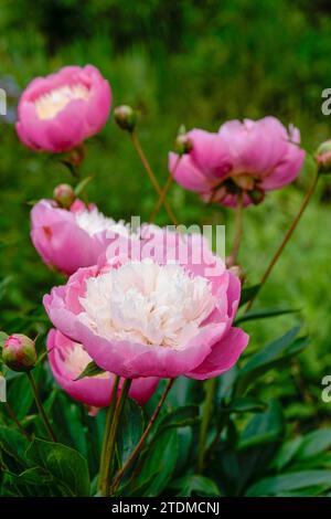 Paeonia lactiflora Bowl of Beauty, Peony 'Bowl of Beauty, fleurs rose cerise en coupe, centre de pétaloïdes blanc crème Banque D'Images