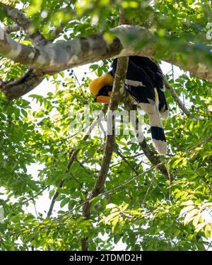 Nelliyampathy, où le majestueux Grand bec s'élève à travers des forêts tropicales luxuriantes, incarnant la beauté sauvage des Ghâts occidentaux au Kerala, en Inde. Banque D'Images