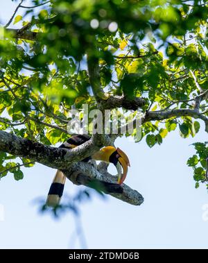 Nelliyampathy, où le majestueux Grand bec s'élève à travers des forêts tropicales luxuriantes, incarnant la beauté sauvage des Ghâts occidentaux au Kerala, en Inde. Banque D'Images