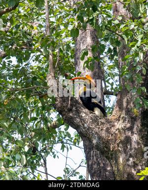 Nelliyampathy, où le majestueux Grand bec s'élève à travers des forêts tropicales luxuriantes, incarnant la beauté sauvage des Ghâts occidentaux au Kerala, en Inde. Banque D'Images