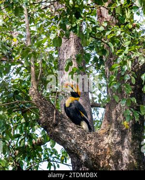 Nelliyampathy, où le majestueux Grand bec s'élève à travers des forêts tropicales luxuriantes, incarnant la beauté sauvage des Ghâts occidentaux au Kerala, en Inde. Banque D'Images