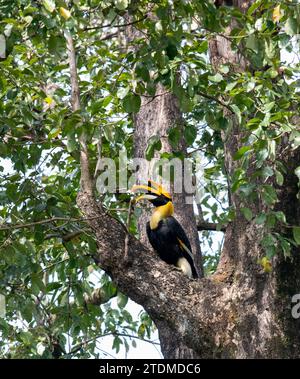 Nelliyampathy, où le majestueux Grand bec s'élève à travers des forêts tropicales luxuriantes, incarnant la beauté sauvage des Ghâts occidentaux au Kerala, en Inde. Banque D'Images