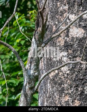 Découvrez le charme du pic pygmée à tête brune : la petite merveille de la nature Banque D'Images