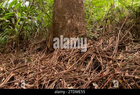 Débris organiques bruns, secs couvrant le plancher de la forêt tropicale subtropicale, base ronde du tronc de l'arbre à gommes (eucalyptus grandis). Queensland, Australie. Banque D'Images