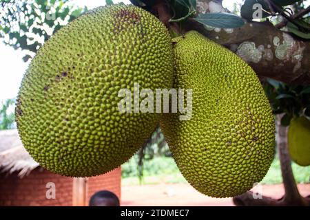 Jackfruit à la branche de l'arbre, dans la forêt tropicale sauvage en République centrafricaine Banque D'Images